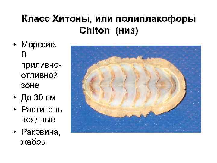 Polyplacophora схема внутренней организации