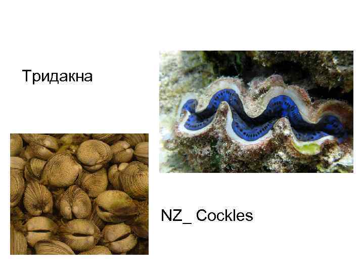 Тридакна NZ_ Cockles 