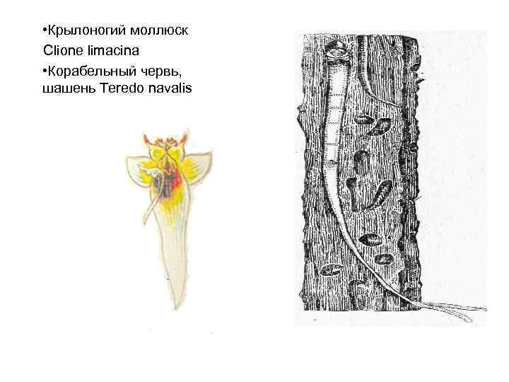  • Крылоногий моллюск Clione limacina • Корабельный червь, шашень Teredo navalis 