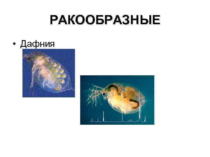 РАКООБРАЗНЫЕ • Дафния 