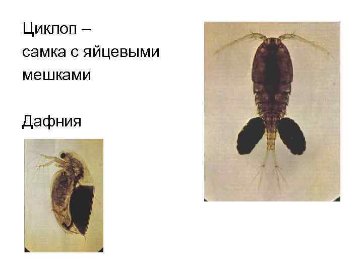 Циклоп – самка с яйцевыми мешками Дафния 