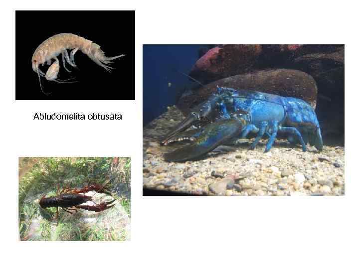 Abludomelita obtusata 