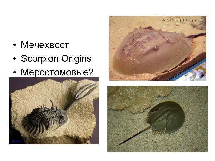  • Мечехвост • Scorpion Origins • Меростомовые? 
