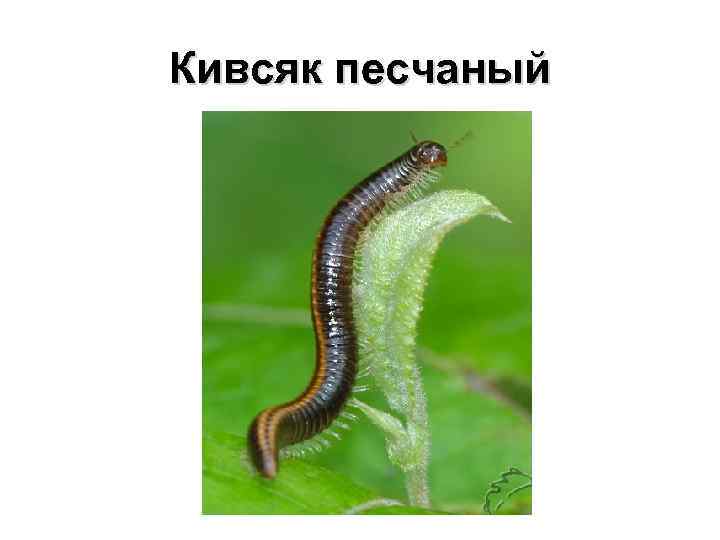 Кивсяк песчаный 