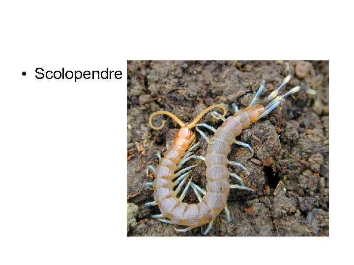  • Scolopendre 
