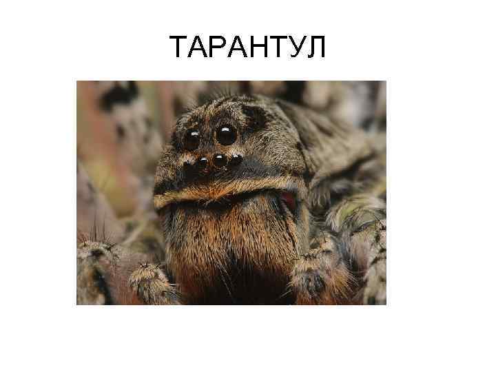 ТАРАНТУЛ 