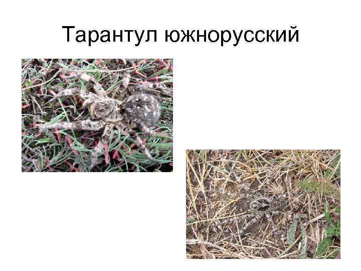 Тарантул южнорусский 