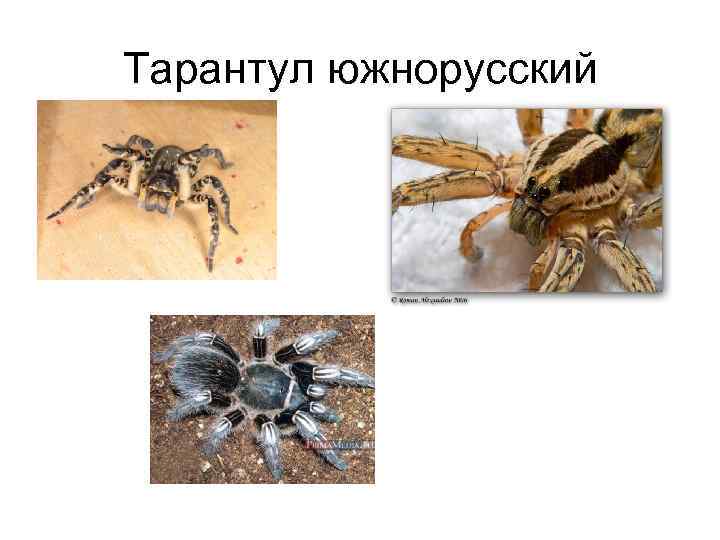 Тарантул южнорусский 