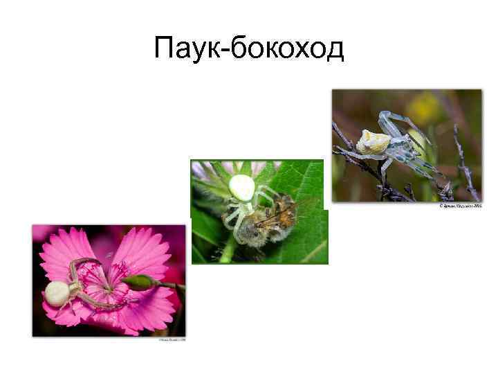 Паук-бокоход 