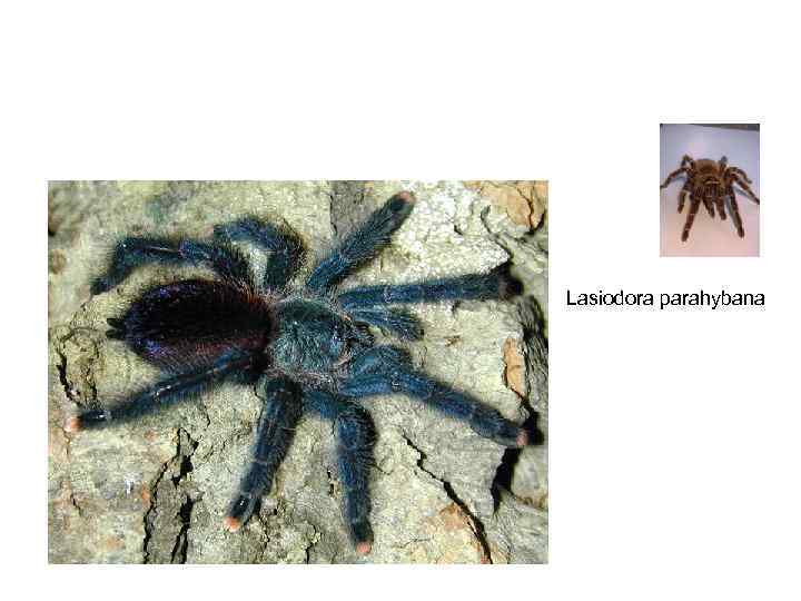 Lasiodora parahybana 