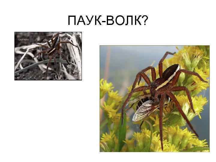 ПАУК-ВОЛК? 
