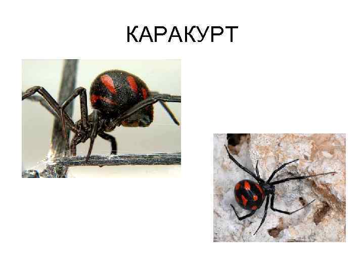 КАРАКУРТ 