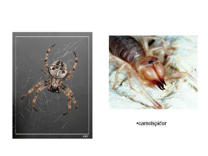  • camelspider 