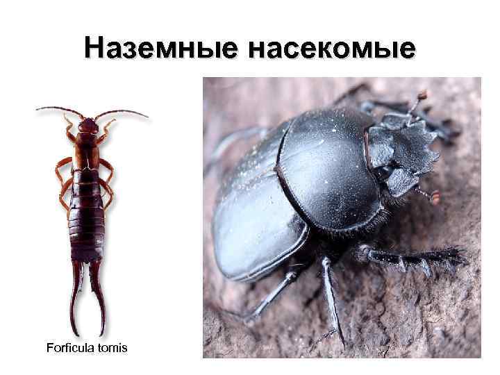 Наземные насекомые Forficula tomis 