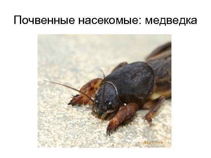 Почвенные насекомые: медведка 