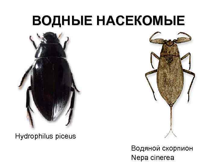 ВОДНЫЕ НАСЕКОМЫЕ Hydrophilus piceus Водяной скорпион Nepa cinerea 