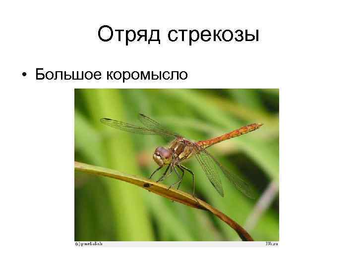 Отряд стрекозы • Большое коромысло 