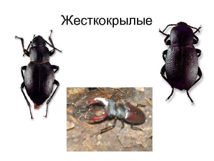 Жесткокрылые 