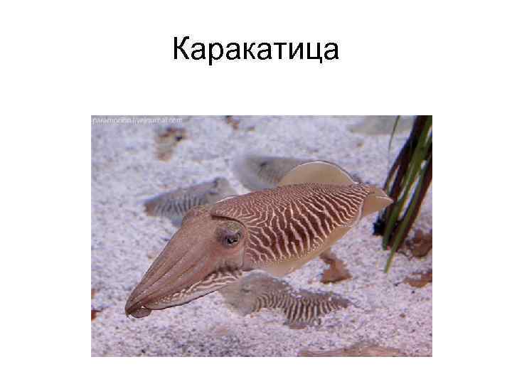 Каракатица 