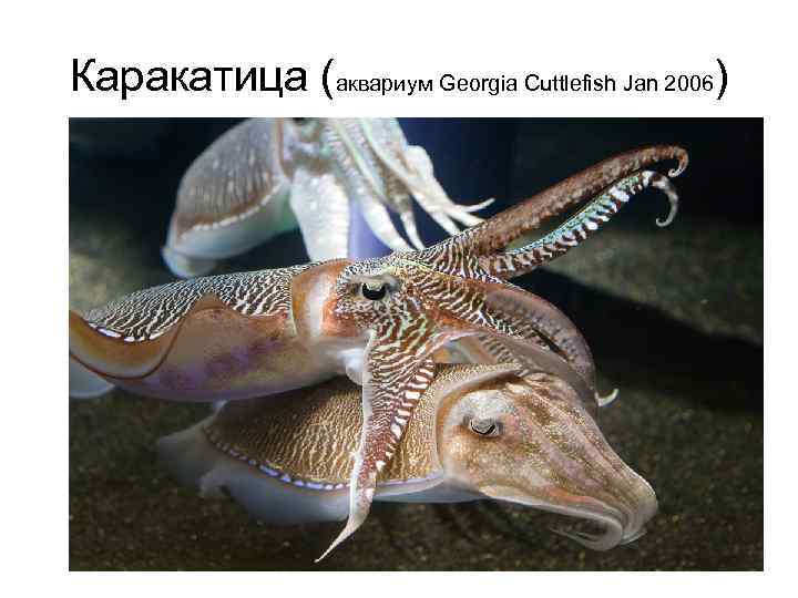 Каракатица (аквариум Georgia Cuttlefish Jan 2006) 