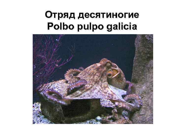 Отряд десятиногие Polbo pulpo galicia 