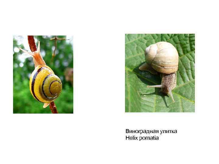 Виноградная улитка Helix pomatia 
