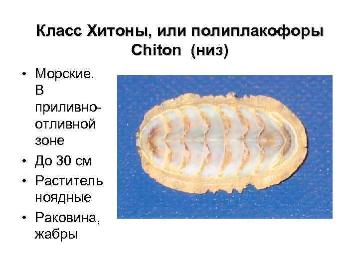 Класс Хитоны, или полиплакофоры Chiton (низ) • Морские. В приливноотливной зоне • До 30