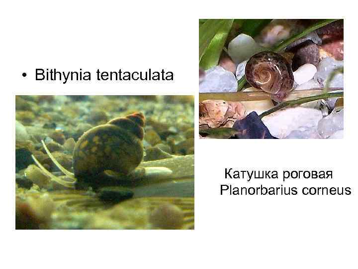  • Bithynia tentaculata Катушка роговая Planorbarius corneus 