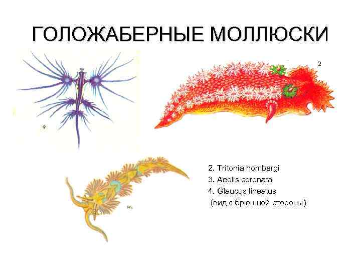ГОЛОЖАБЕРНЫЕ МОЛЛЮСКИ 2. Tritonia hombergi 3. Aeolis coronata 4. Glaucus lineatus (вид с брюшной