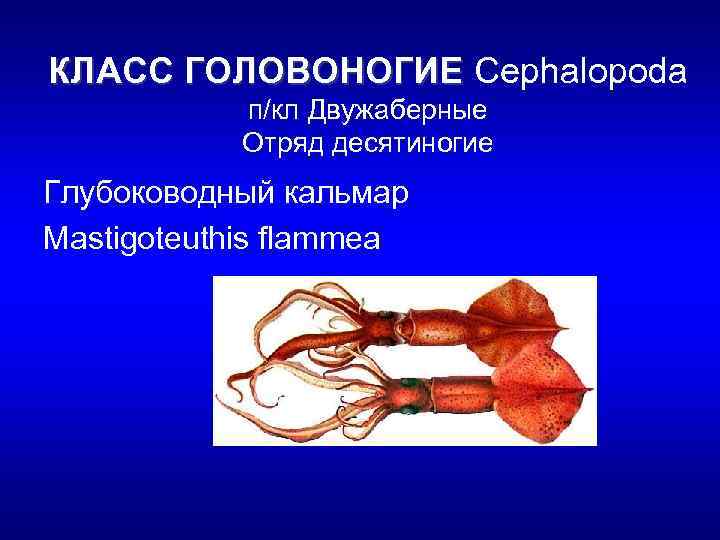 КЛАСС ГОЛОВОНОГИЕ Cephalopoda п/кл Двужаберные Отряд десятиногие Глубоководный кальмар Mastigoteuthis flammea 