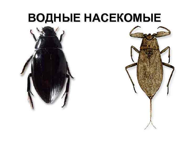 ВОДНЫЕ НАСЕКОМЫЕ 