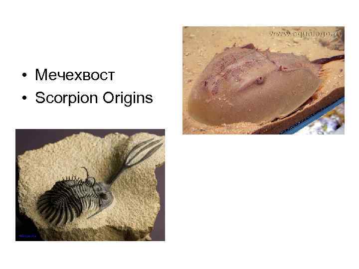  • Мечехвост • Scorpion Origins 