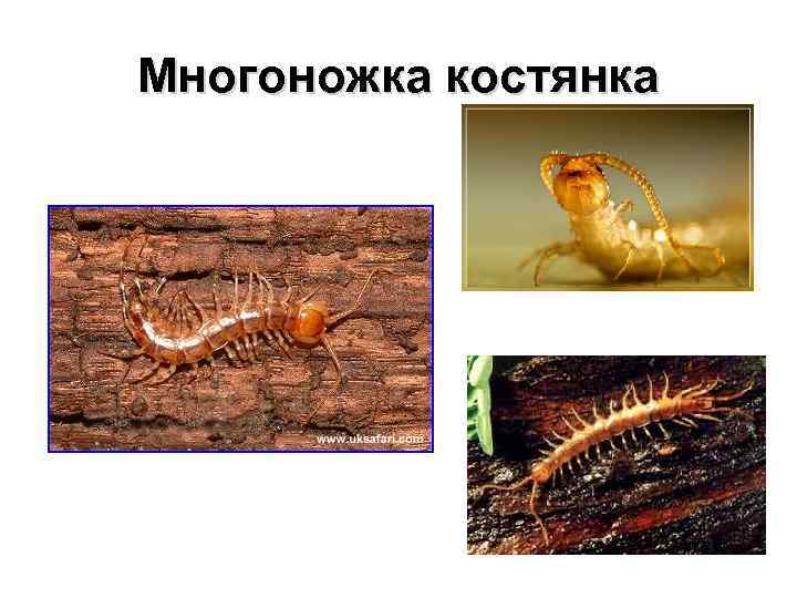 Многоножка костянка 