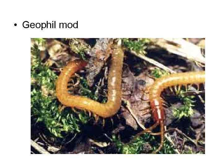  • Geophil mod 
