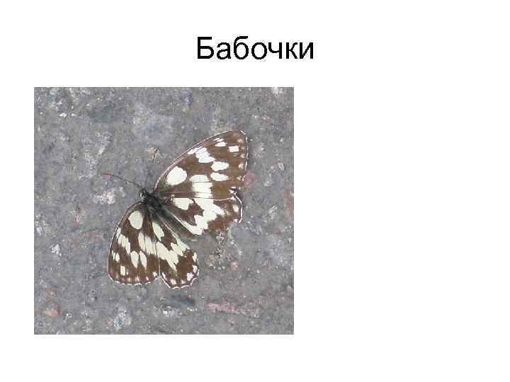 Бабочки 