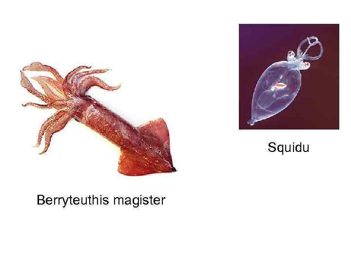 Squidu Berryteuthis magister 