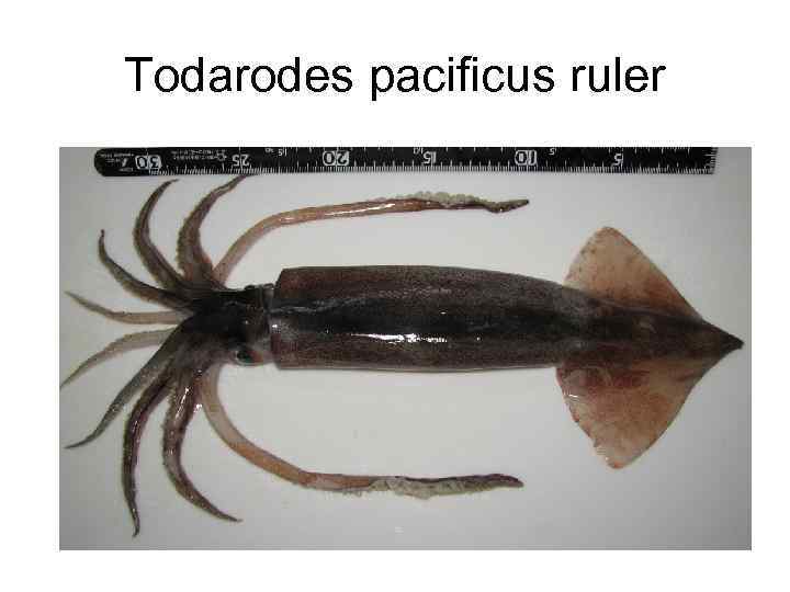 Todarodes pacificus ruler 