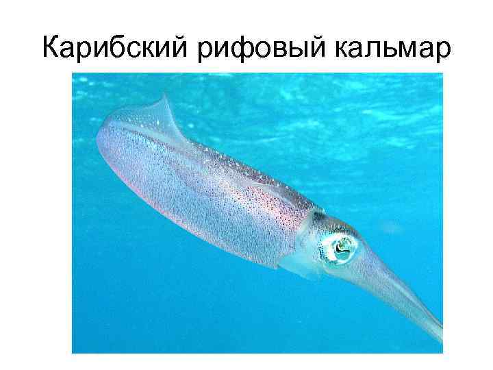Карибский рифовый кальмар 