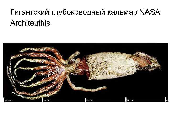 Гигантский глубоководный кальмар NASA Architeuthis 