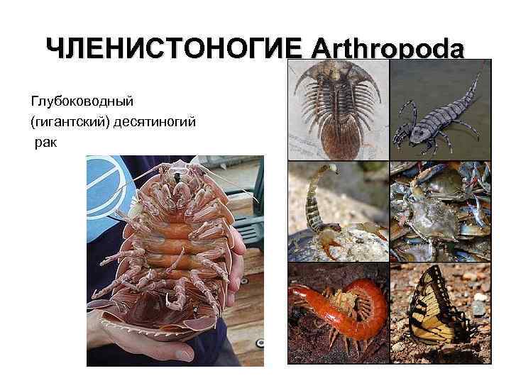 ЧЛЕНИСТОНОГИЕ Arthropoda Глубоководный (гигантский) десятиногий рак 