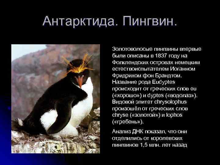 Антарктида. Пингвин. Золотоволосые пингвины впервые были описаны в 1837 году на Фолклендских островах немецким