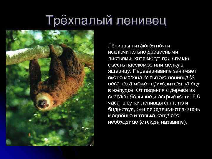 Трёхпалый ленивец Ленивцы питаются почти исключительно древесными листьями, хотя могут при случае съесть насекомое