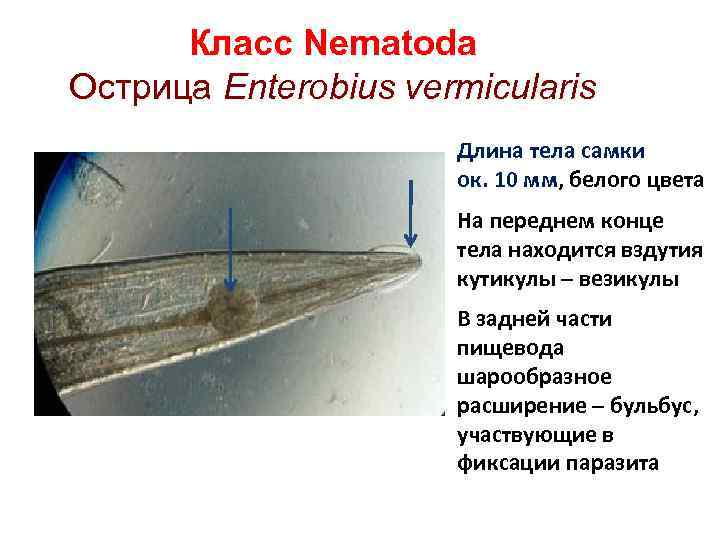 Класс Nematoda Острица Enterobius vermicularis Длина тела самки ок. 10 мм, белого цвета На