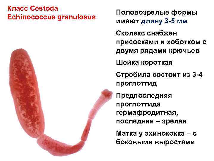 Класс Cestoda Echinococcus granulosus Половозрелые формы имеют длину 3 -5 мм Сколекс снабжен присосками