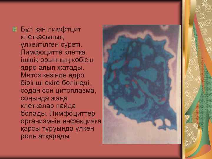 Бұл қан лимфтцит клеткасының үлкейтілген суреті. Лимфоцитте клетка ішілік орынның көбісін ядро алып жатады.