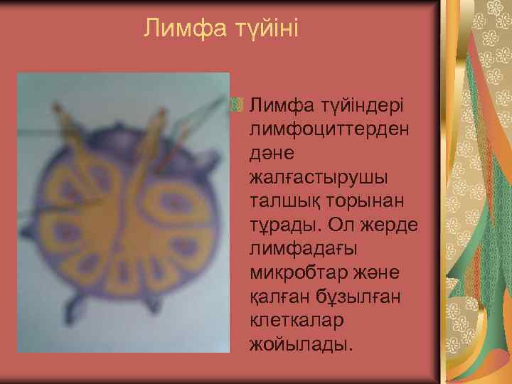 Лимфа түйіні Лимфа түйіндері лимфоциттерден дәне жалғастырушы талшық торынан тұрады. Ол жерде лимфадағы микробтар