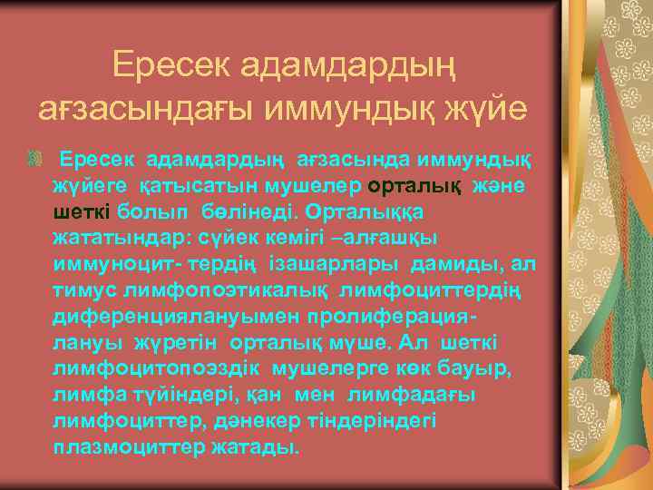Ересек адамдардың ағзасындағы иммундық жүйе Ересек адамдардың ағзасында иммундық жүйеге қатысатын мушелер орталық және
