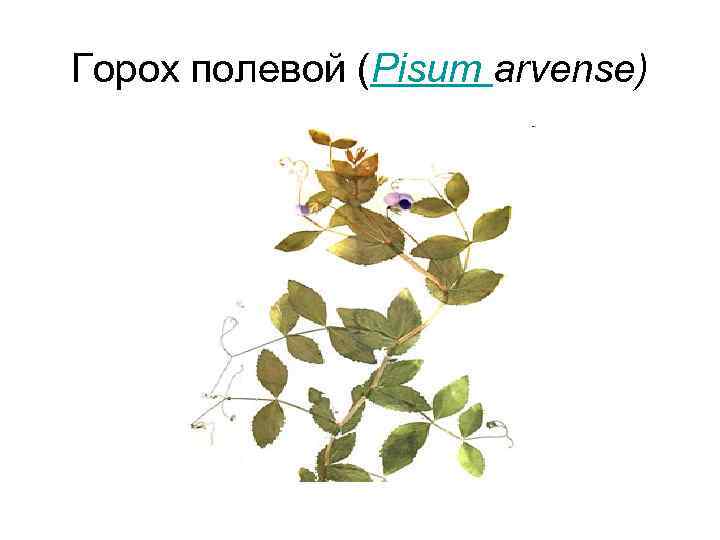 Горох полевой (Pisum arvense) 