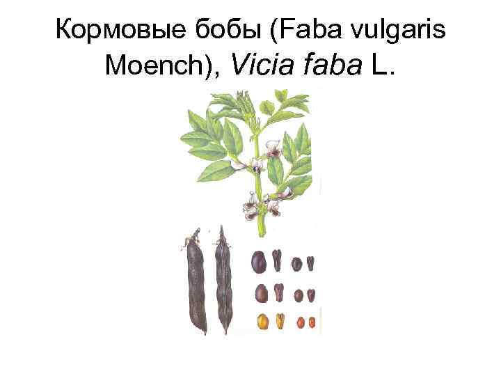 Кормовые бобы (Faba vulgaris Moench), Vicia faba L. 