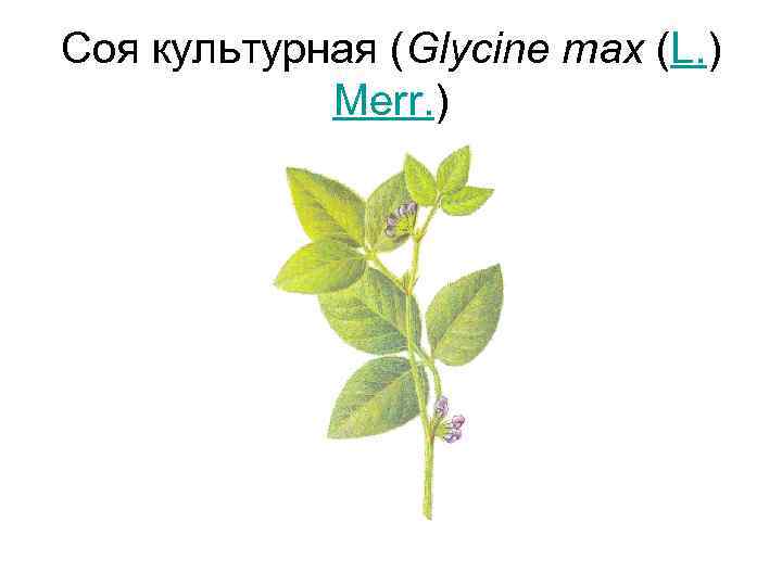 Соя культурная (Glycine max (L. ) Merr. ) 